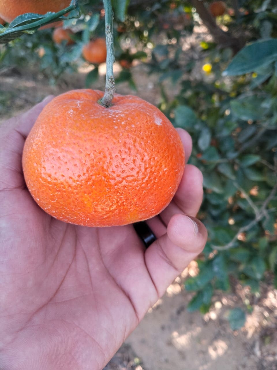 Aton Green Egypt Fresh Fruits & Vegetables